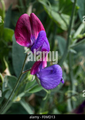 Wilde italienische Erbse Blume Stockfoto