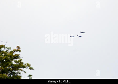 Reigate, Surrey, UK. 18. August 2015. Luftschlacht um England fliegen Vergangenheit. Drei Spitfire-Flugzeuge von Grice Flug fliegen Osten über die Bäume nach der Autobahn M25 in Reigate, Surrey Rückkehr in Biggin Hill. Foto: Credit: Lindsay Constable / Alamy Live News Stockfoto