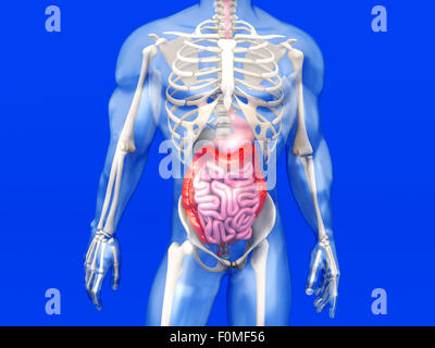 3D Visualisierung der menschlichen Anatomie. Das Verdauungssystem in einem halb transparenten männlichen Körper. Stockfoto