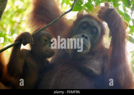 Mutter und Baby Orang-Utan gemeinsam entspannen im Dschungel Stockfoto