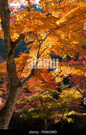 Ahornbäume im Herbst, Momijidani Park (japanischer Ahorn Park), Insel Miyajima, westlichen Honshu, Japan, Asien Stockfoto