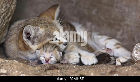 HANDOUT - eine Handreichung zur Verfügung gestellt von der Safari-Zoo in der Nähe von Tel Aviv, Israel, am 18. August 2015, zeigt Sandkatze Neta mit ihren jungen. Die Sandkatze (Felis Margarita) ist eine vom Aussterben bedrohte Arten. Seine natürlichen Lebensräume befinden sich in der Grenzregion zwischen Israel und Jordanien, Nord-Afrika und Saudi-Arabien. Gibt es nur etwa 200 Sandkatzen links in europäischen Zoos, sagte der Zoo. Naturschützer versuchen daher, die Wüstentiere in der Hoffnung der Freisetzung von ihnen in freier Wildbahn in Zukunft züchten. FOTO: SAFARI-ZOO/TIBOR JAEGER/DPA (ACHTUNG REDAKTIONEN: FÜR REDAKTIONELLE NUTZUNG NUR / OBLIGATORISCH CREDIT Stockfoto