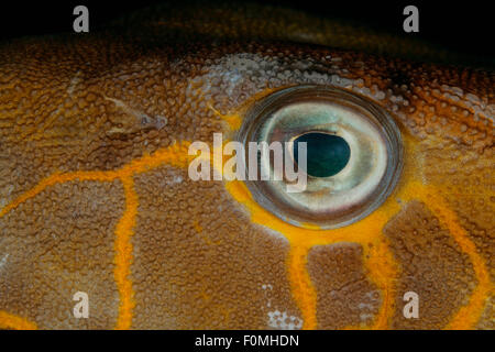 NAHAUFNAHME DER BOWFISH AUGEN Stockfoto