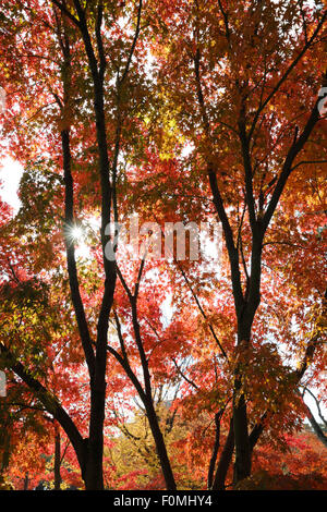 Herbstliche Ahorn Bäume, Kyoto, Japan, Asien Stockfoto