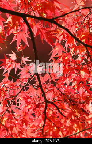 Herbstliche Ahorn Blätter, Kyoto, Japan, Asien Stockfoto