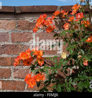 Rambling rose wachsen entlang einer Garten Mauer im August in Herefordshire UK Stockfoto