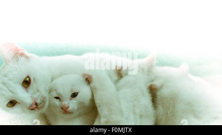 Weiße Katzenmutter mit ihren zwei Kätzchen Spanferkel, das dritte Kätzchen zu schützen Stockfoto