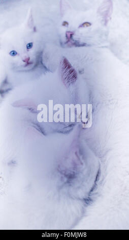 Weiße Katzenmutter mit liegend mit ihrem Kätzchen während der Entwöhnung Periode Stockfoto