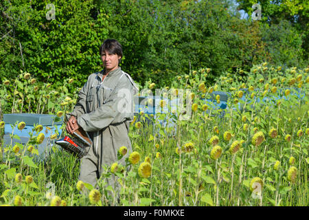 Bee Keeper arbeiten mit Bee Hives in einem Sonnenblumenfeld Stockfoto