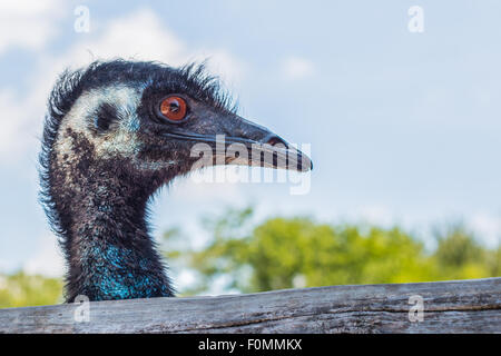 Seitenansicht des Kopfes der WWU. Stockfoto