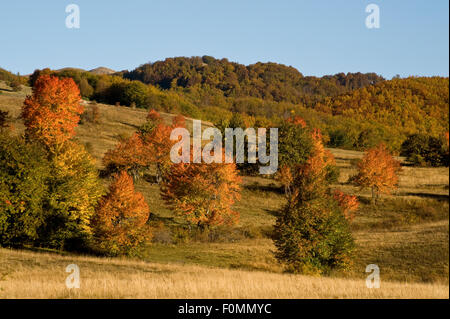 Komarnica Canyon Landschaft, Durmitor NP, Montenegro, Oktober 2008 Stockfoto