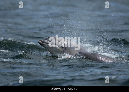 Junge Tümmler in den Moray Firth. Stockfoto