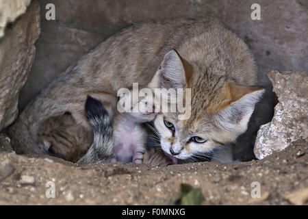 HANDOUT - eine Handreichung zur Verfügung gestellt von der Safari-Zoo in der Nähe von Tel Aviv, Israel, am 18. August 2015, zeigt eine Sand Katze mit ihren jungen. Die Sandkatze (Felis Margarita) ist eine vom Aussterben bedrohte Arten. Seine natürlichen Lebensräume befinden sich in der Grenzregion zwischen Israel und Jordanien, Nord-Afrika und Saudi-Arabien. Gibt es nur etwa 200 Sandkatzen links in europäischen Zoos, sagte der Zoo. Naturschützer versuchen daher, die Wüstentiere in der Hoffnung der Freisetzung von ihnen in freier Wildbahn in Zukunft züchten. FOTO: SAFARI-ZOO/TIBOR JAEGER/DPA (ACHTUNG REDAKTIONEN: FÜR REDAKTIONELLE NUTZUNG NUR / OBLIGATORISCH CREDIT: S Stockfoto
