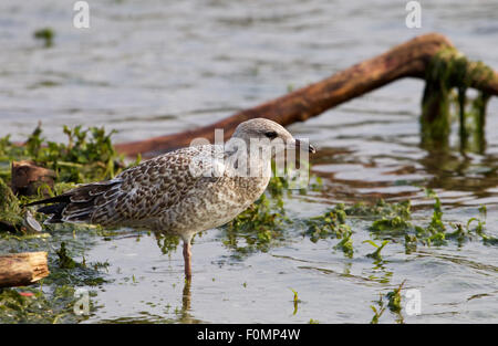 Die Nahaufnahme von der schönen weniger Black-backed Möwe bleiben im Wasser des Sees Stockfoto