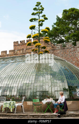 Eine Frau sitzt neben der Italianate Gewächshaus in George VI Park, Ramsgate. Blühende Agave Americana hat durch Dach geschoben. Stockfoto