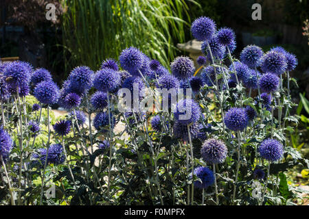 Echinops Veitch blau, Globe Thistle. Stockfoto