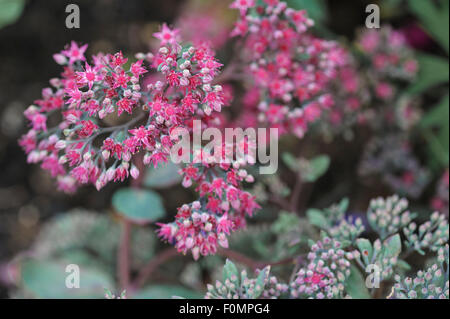 Hylotelephium, Sedum Ruby Glow, Fetthenne. Stockfoto