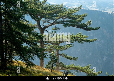 Schwarzen Pinien (Pinus Nigra) am Rande des Sušićs Canyon, Durmitor NP, Montenegro, Oktober 2008 Stockfoto