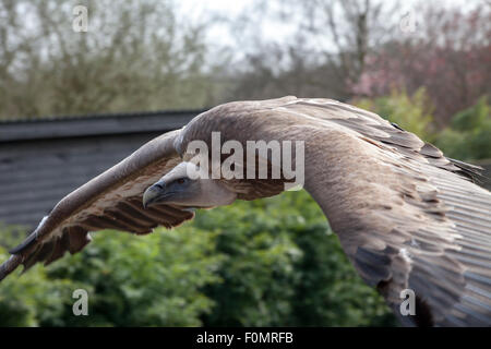 Nahaufnahme von einem Greif Geier im Flug. Stockfoto