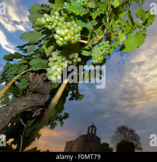 Frankreich, Aquitanien, Gironde, 33, La Sauve Majeur.Vignoble Entre Deux Mers. Raisin rouge de Fin de Farbveränderung-Vignoble Entre Deux mich Stockfoto