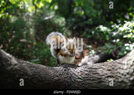 Ein Eichhörnchen auf einem Ast sitzt und isst eine Nuss in Colchester Castle Park. Stockfoto