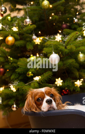 Weihnachtsbaum, Hund, Cavalier King Charles Spaniel, Urlaub, Weihnachten Stockfoto