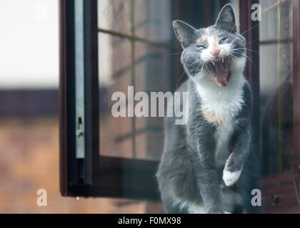 Graue und weiße Katze auf Fensterbank suchen, als würde sie lachen Stockfoto
