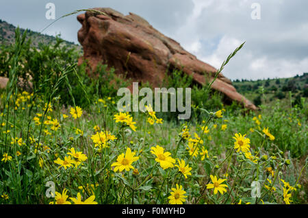 Gelbe Wildblumen blühen im Frühsommer in Red Rocks State park Stockfoto