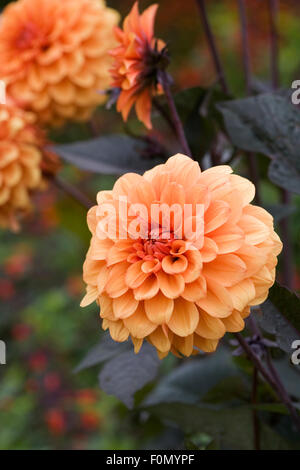Orange Dahlia in eine krautige Grenze wachsen. Stockfoto