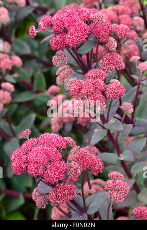 Kugelige rote Blütenköpfchen über kurzen rötlichen Stängel von Sedum 'Red Cauli' Stockfoto