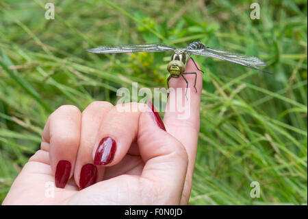 Südlichen Hawker Libelle auf finger Stockfoto