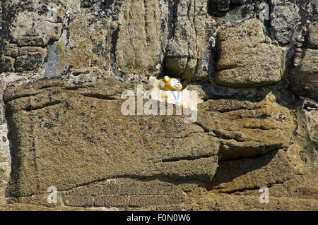 Horizontale Nahaufnahme des China-Bären in der Ufermauer am St. Michaels Mount, Cornwall. Stockfoto