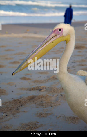 Pelikan am Strand oder Saint-Louis in den frühen Morgenstunden Stockfoto