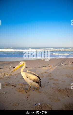 Pelikan am leeren Strand in Saint-Louis in den frühen Morgenstunden Stockfoto