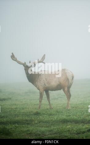 California-Maultier-Rotwild im Nebel. Neblig Wiese von der Point Reyes National Seashore Stockfoto