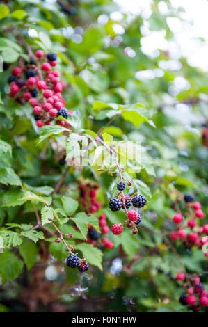 BlackBerry-Busch im Garten mit roten und schwarzen Früchten Stockfoto