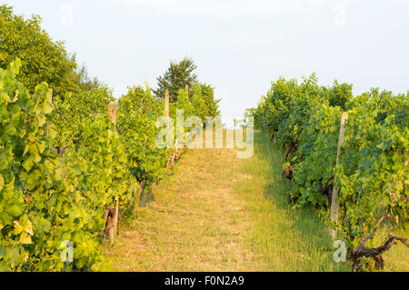 Blick auf einen Weinberg in Serbien Stockfoto