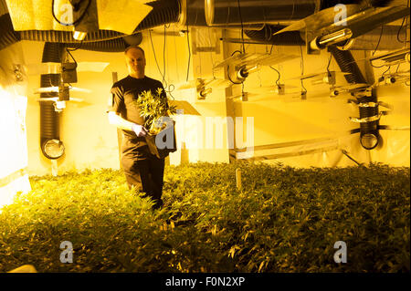 Propagierten Cannabispflanzen entdeckt von West Yorkshire Police in einem Dis verwendet Kino in Wakefield Stockfoto