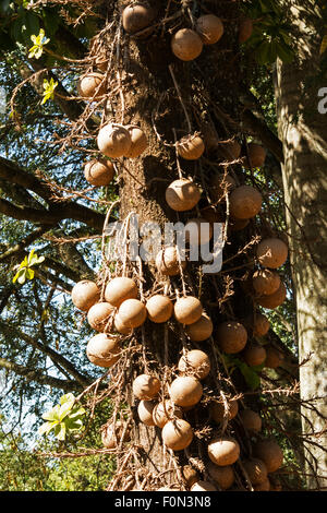 Cannonball-Baum (Couroupita Guianensis) Früchte Stockfoto