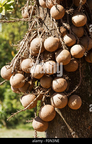 Cannonball-Baum (Couroupita Guianensis) Früchte Stockfoto