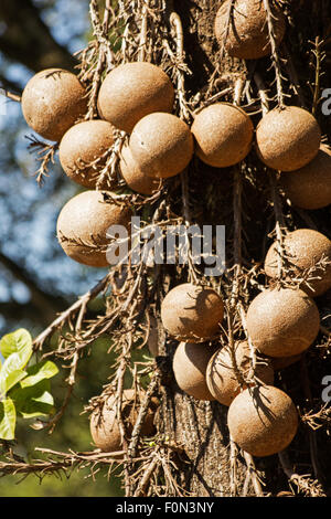 Cannonball-Baum (Couroupita Guianensis) Früchte Stockfoto
