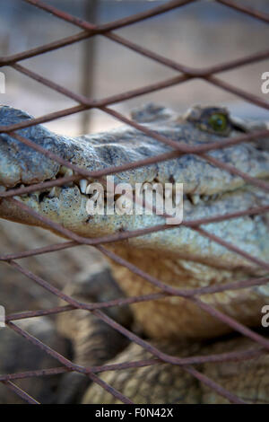 Krokodil im Käfig in der Nähe von riven Niger in Bamako. Stockfoto