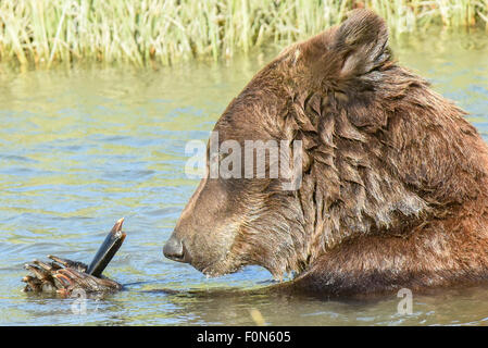 Eine nasse Braunbär / Grizzly Bear untersucht einen Knochen für Knochenmark beim Schwimmen in einem Bach in der Nähe von Anchorage in Alaska Stockfoto