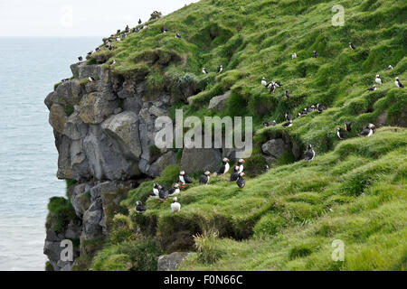 Papageitaucher nisten auf Ingolfshofdi Vorgebirge, Süden Islands Stockfoto