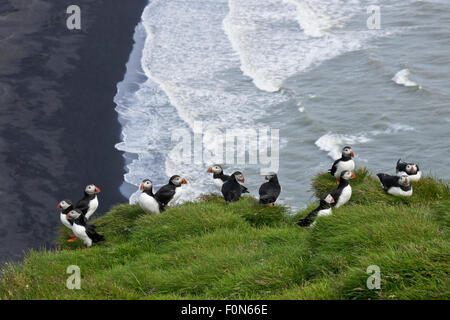 Papageitaucher nisten auf Ingolfshofdi Vorgebirge, Süden Islands Stockfoto