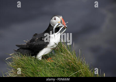 Papageitaucher mit Sandaalen im Schnabel, Ingolfshofdi Vorgebirge, Süden Islands Stockfoto