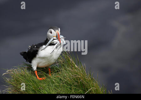 Papageitaucher mit Sandaalen im Schnabel, Ingolfshofdi Vorgebirge, Süden Islands Stockfoto