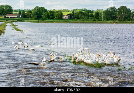 Iowa, Amana Colonies, Amana, amerikanische weiße Pelikane (Pelecanus Erythrorhynchos) in überfluteten Hof Feld Stockfoto