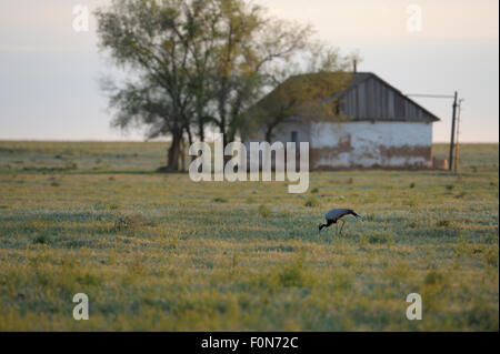 Demoiselle Kran (Anthropoides Virgo) Fütterung vor einem verlassenen Bauernhaus in der Nähe von Cherniye Zemli (Schwarzerde) Nature Reserve, Kalmückien, Russland, Mai 2009 Stockfoto