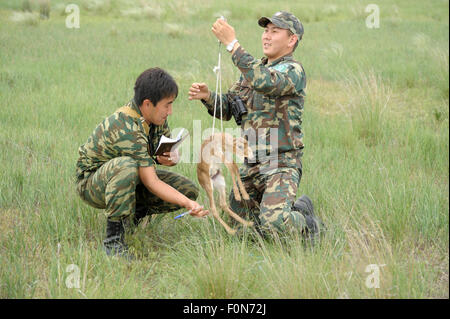 Neugeborenen Saiga-Antilope (Saiga Tatarica) wird von Mitarbeitern des Cherniye Zemli (Schwarzerde) gewogen Mai Nature Reserve, Kalmückien, Russland, 2009 Stockfoto